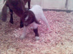 Boer Goat Birth