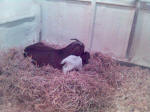 Boer Goat Birth
