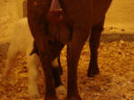 Boer Goat Birth