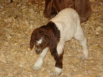 Boer Goat Birth
