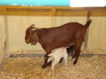 Boer Goat Birth