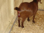 Boer Goat Birth