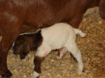 Boer Goat Birth