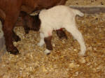Boer Goat Birth