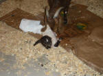 Boer Goat Birth