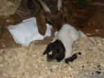 Boer Goat Birth
