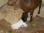 Boer Goat Birth