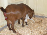 Boer Goat Birth