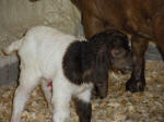 Boer Goat Birth