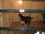 Boer Goat Birth