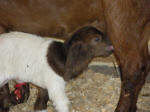 Boer Goat Birth