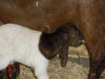 Boer Goat Birth