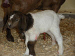 Boer Goat Birth