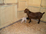 Boer Goat Birth